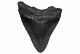 Juvenile Megalodon Tooth - South Carolina #340416-1